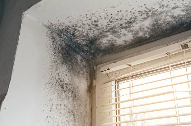 Affordable Basement Mold Removal solutions in Cottage Grove, OR
