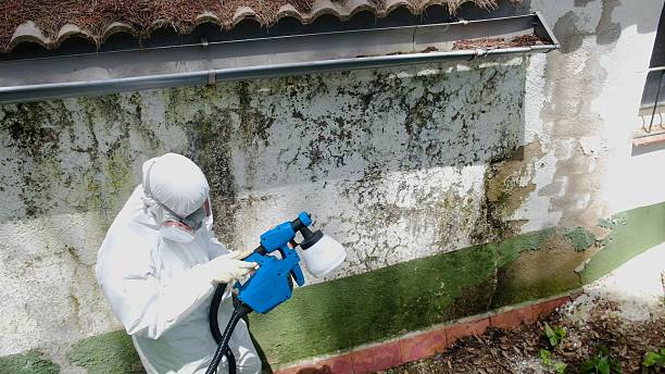Trusted Mold Inspection service in Cottage Grove, OR - Cheap Mold Removal
